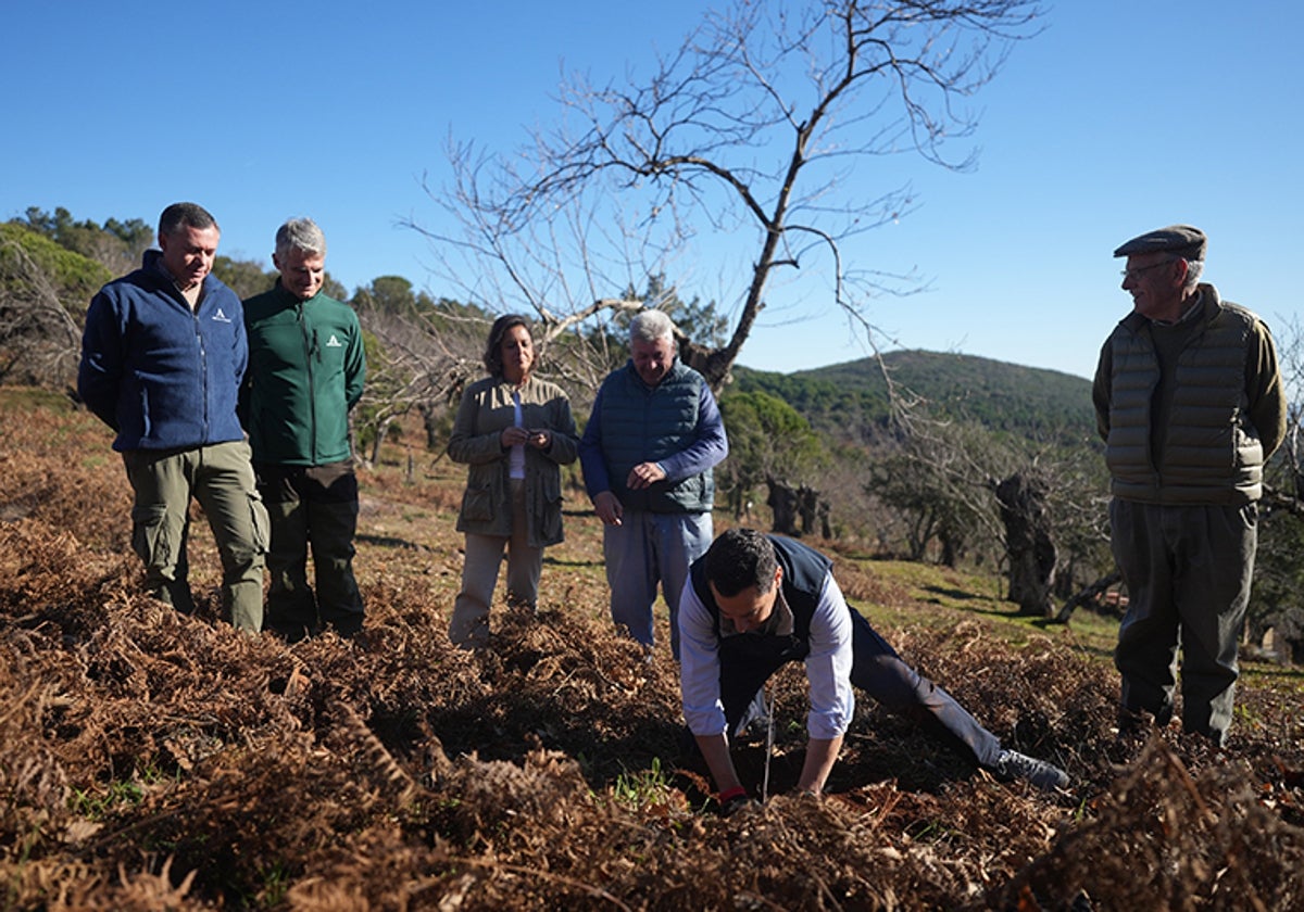 Juanma Moreno, en el Parque Natural de la Sierra de Aracena y Picos de Aroche, donde ha plantado varios castaños