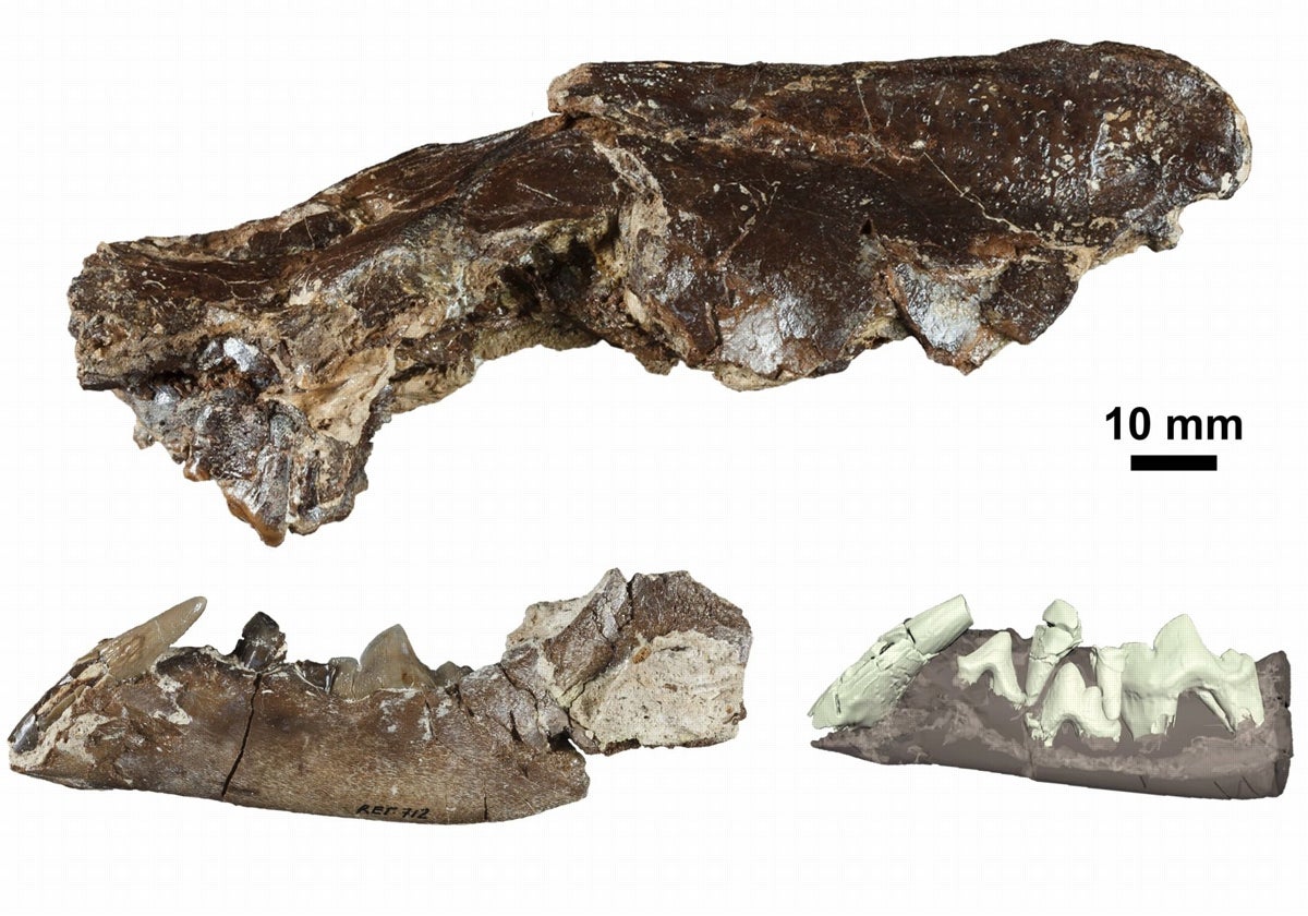 Restos fósiles del cráneo y de la mandíbula de Ischyrictis zibethoides encontrado en el yacimiento de La Retama