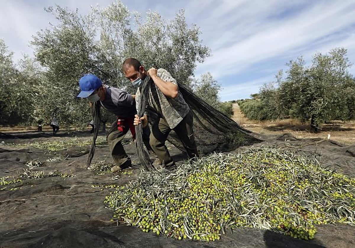 Recogida de aceitunas en una finca de la Campiña Sur