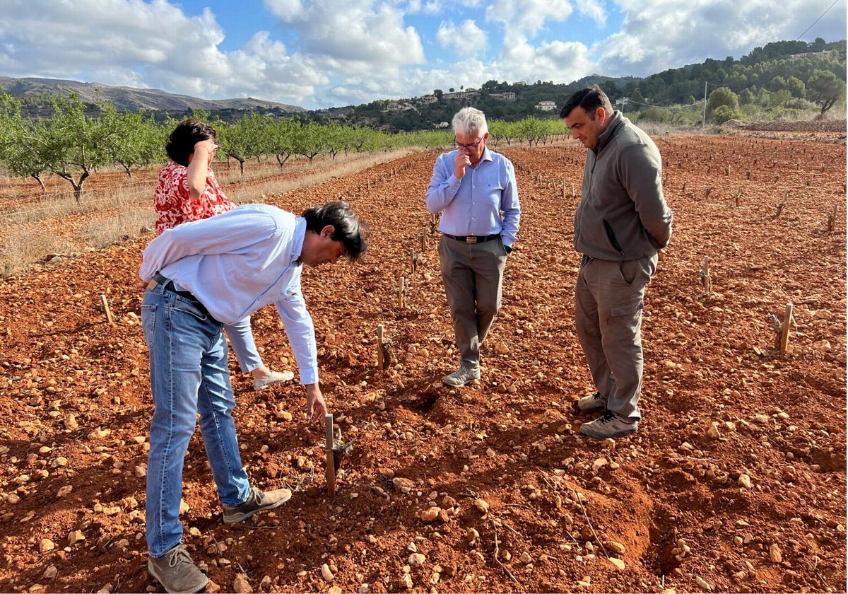 Representantes de Asaja Alicante en un campo de viña para vino en la provincia