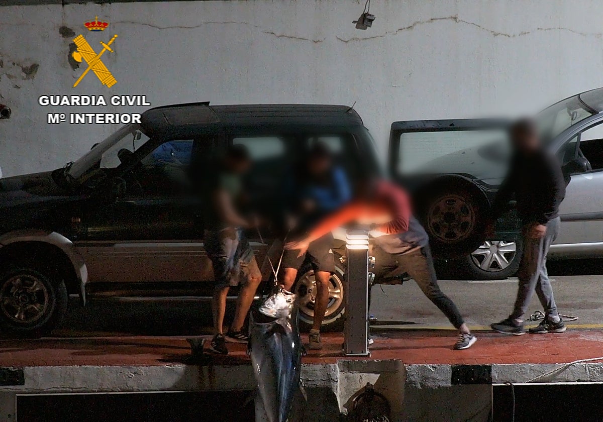 La trama sacando uno de los atunes en el puerto de Málaga