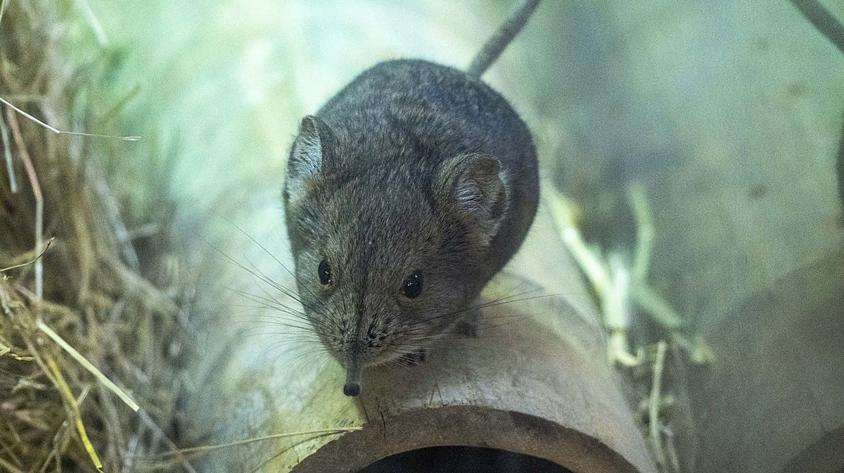 Bioparc Valencia forma la única pareja de España de la peculiar musaraña elefante para que pueda reproducirse