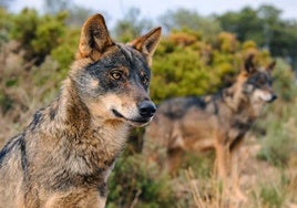 Una treintena de lobos rondan la sierra y causan 175 ataques al año