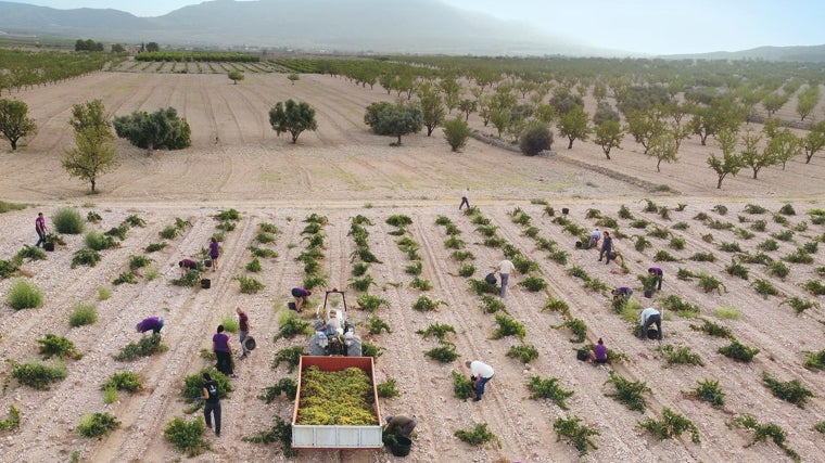 La DOP Jumilla registra la vendimia con menos producción de la historia