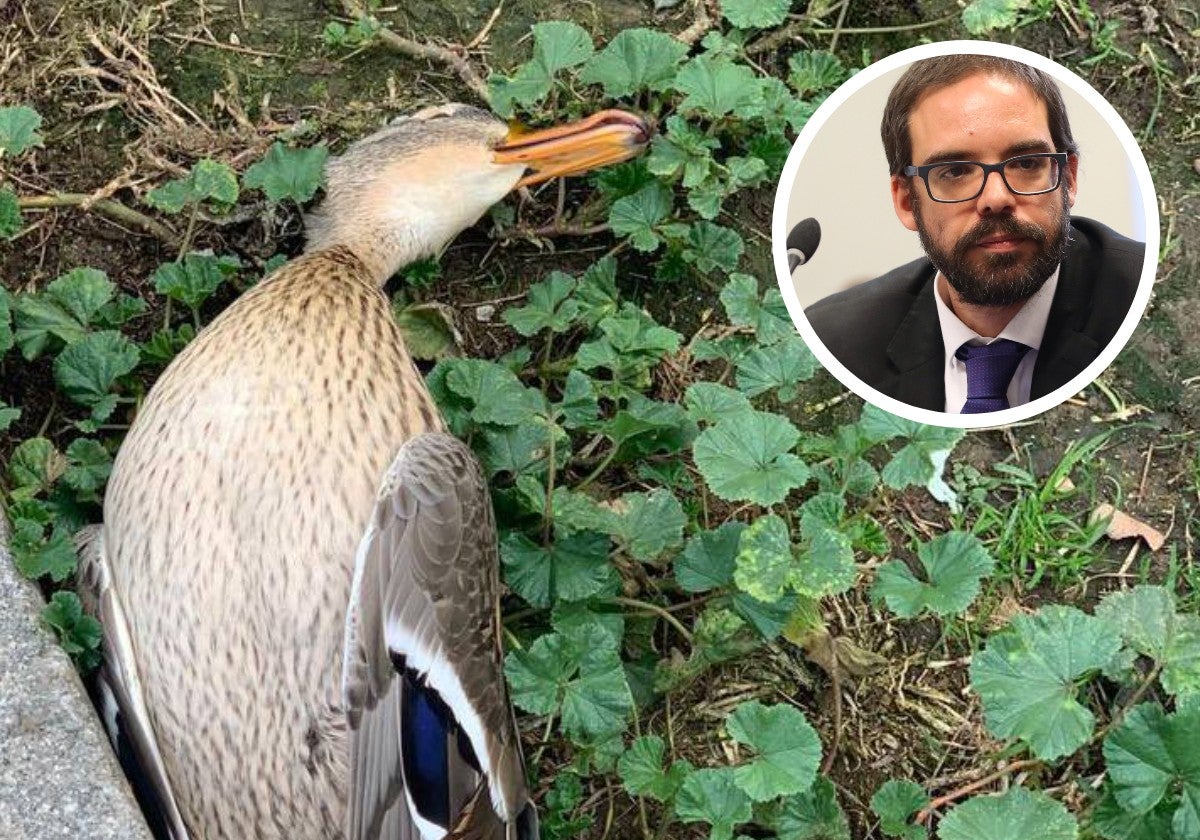 El pato muerto supuestamente por la 'mascletá' de Madrid