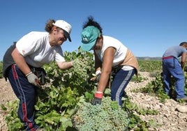 Castilla-La Mancha estudiará una posible medida de arranque del viñedo, aunque «muy quirúrgica»