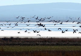 Más de 13.400 grullas censadas descansan en estos momentos en la laguna de Gallocanta