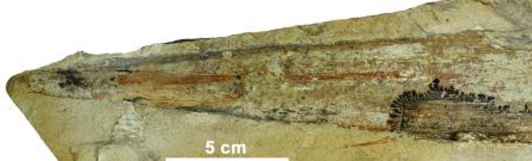 Gran fragmento de hoja acintada de la gimnosperma del género Desmiophyllum, con venación paralela y ápice conservado, encontrada en Mosqueruela (Teruel)