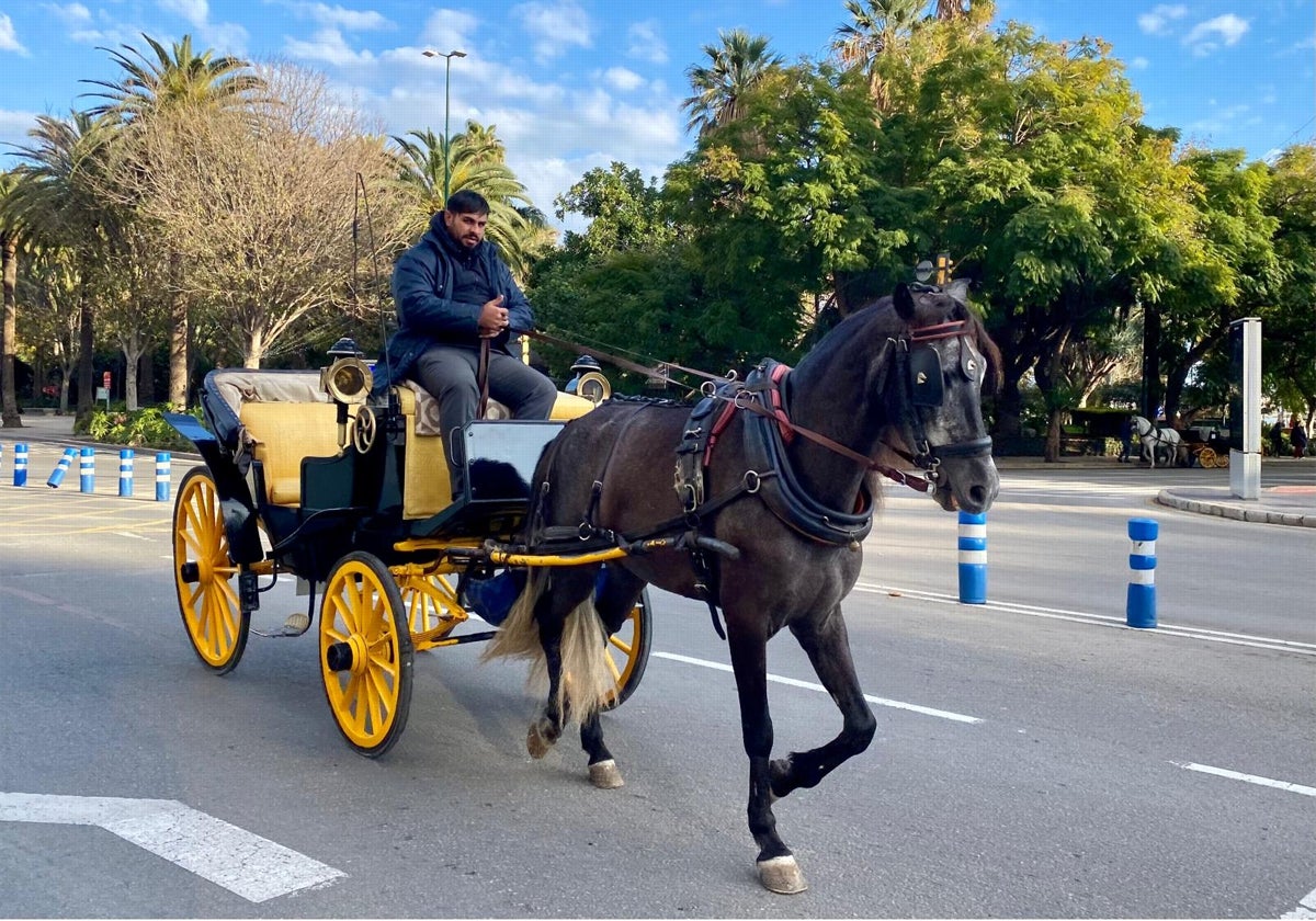 Imagen de un coche de caballos circulando por el centro de Málaga este mes de enero