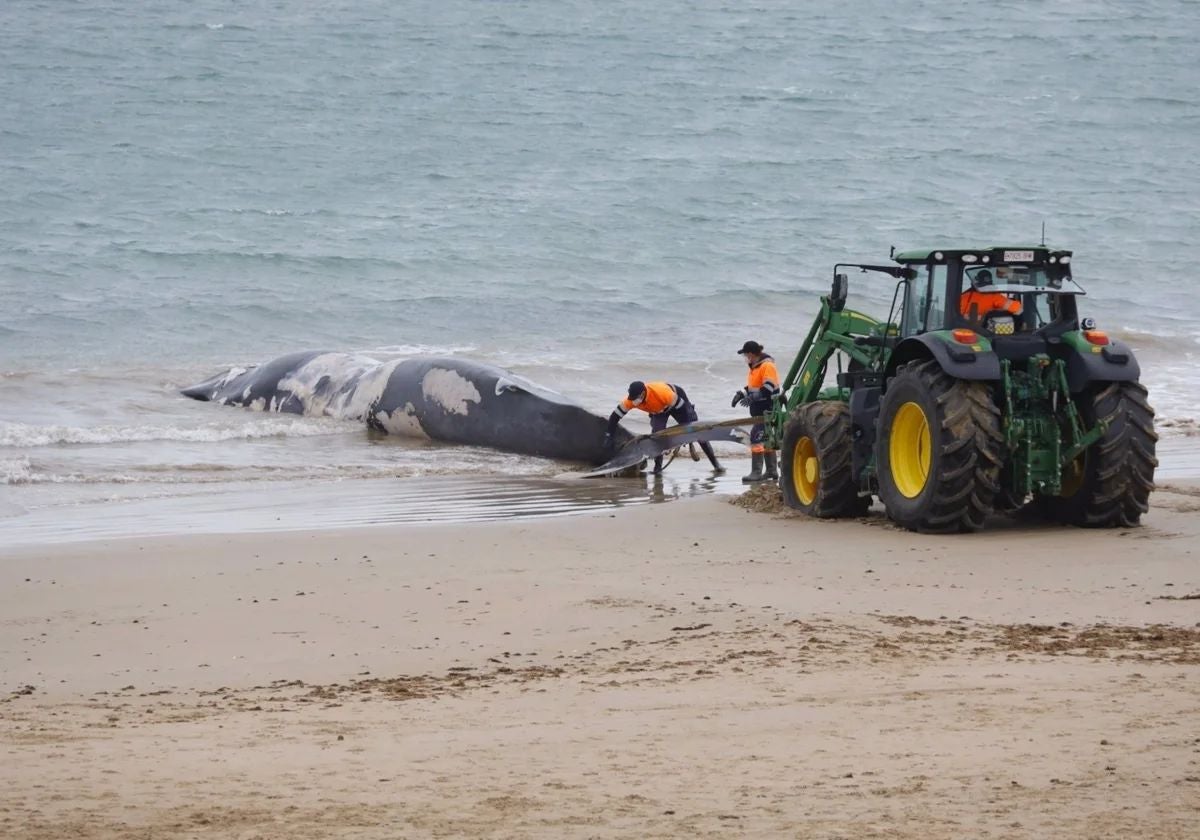 Operarios retiran una ballena de grandes dimensiones varada en la playa de Rota.