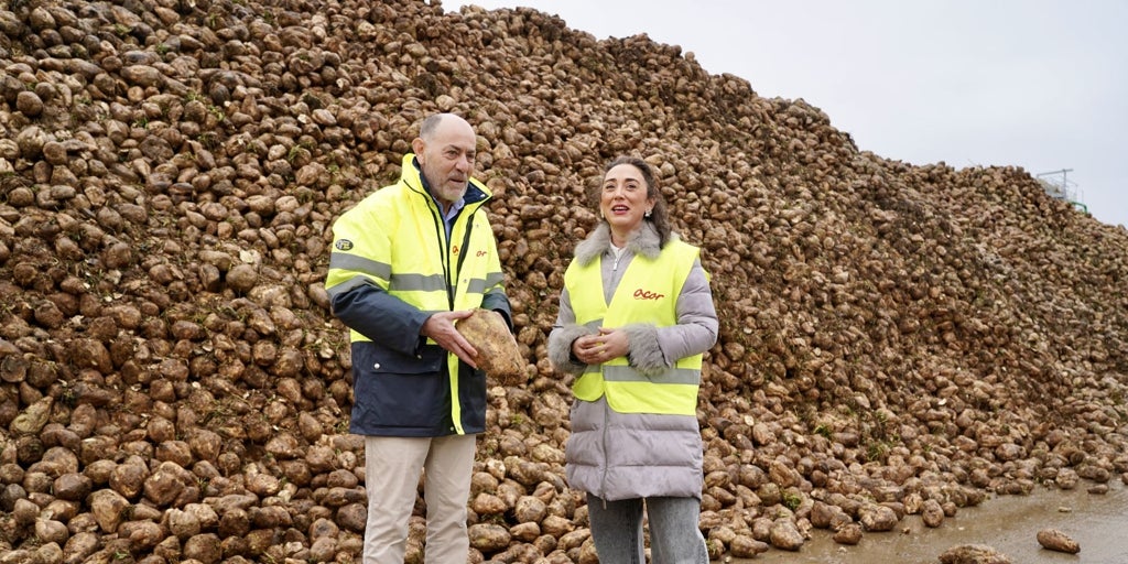 Crece un 30% la superficie destinada al cultivo de la remolacha en Castilla y León