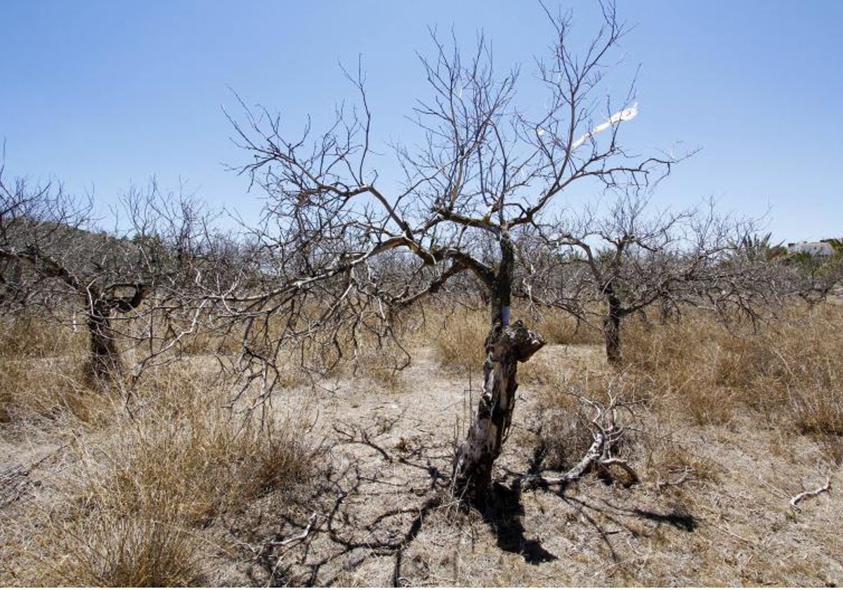 Árboles muertos por la sequía en campos de Alicante