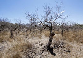 «Las decisiones del Gobierno sobre el Tajo-Segura condenan a la desaparición a la agricultura alicantina»: la Generalitat alerta por el trasvase