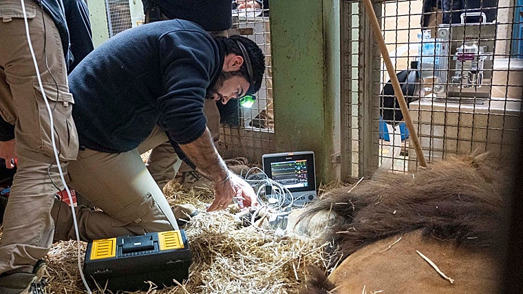 Intervención veterinaria a un león en Bioparc Valencia
