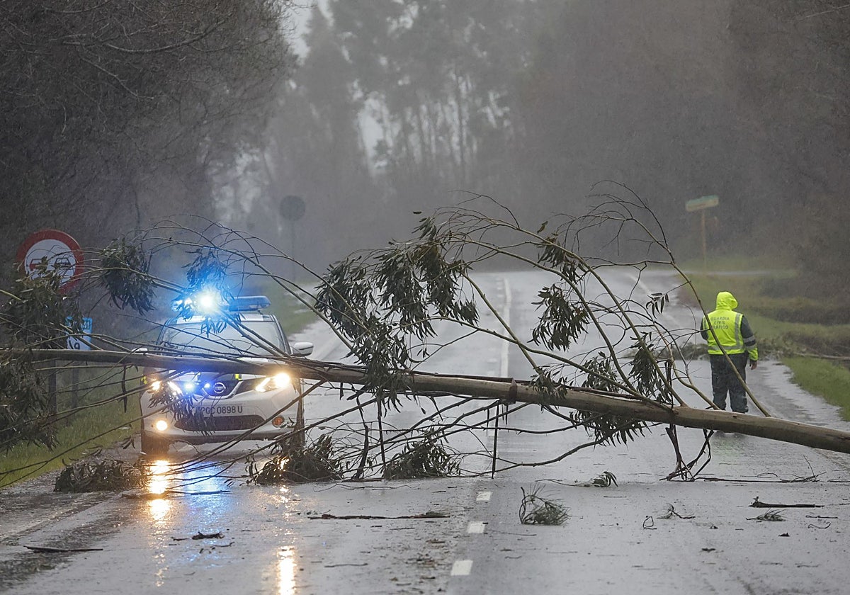 Un árbol corta la carretera en Negreira, este domingo