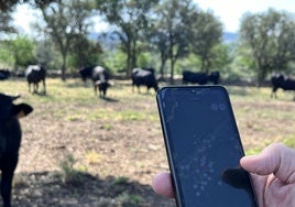 GPS y satélites para mejorar el pasto que consumen las vacas madrileñas