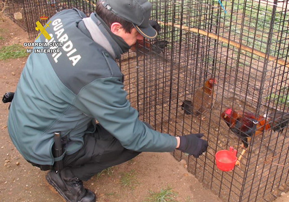 Gallos de la granja inspeccionada