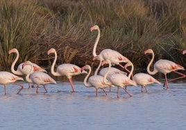 Las últimas lluvias han dejado «un efecto muy positivo» en el Parque Nacional de Doñana