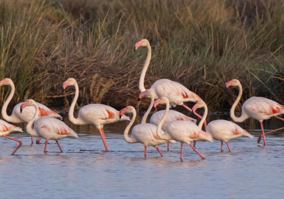 Flamencos en el Parque Nacional de Doñana