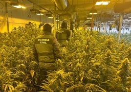 Desmantelan una nave con 1.470 plantas de marihuana en Tordehumos (Valladolid)