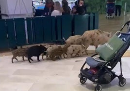 Unos jabalíes sorprenden a los clientes del Centro Comercial Miramar de Fuengirola: «Solo quieren ir a las rebajas»