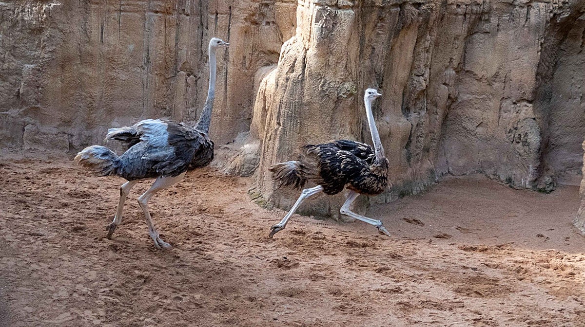 Bioparc Valencia recibe un macho de un peculiar avestruz en peligro crítico de extinción