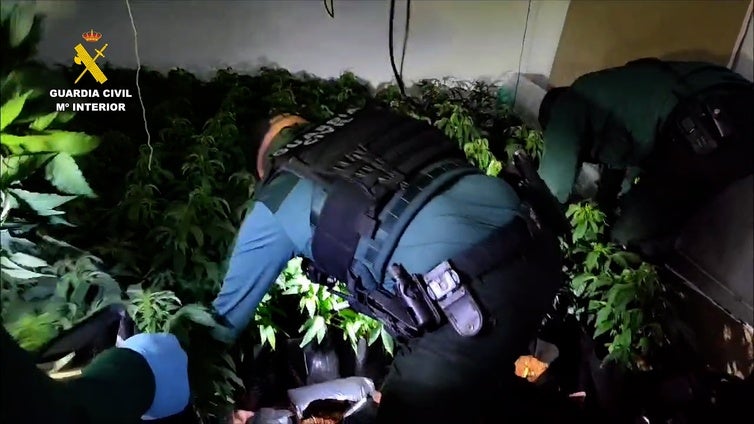 Investigan a 40 traficantes de marihuana que dejaban sin luz a un barrio con riesgo de electrocución para los vecinos