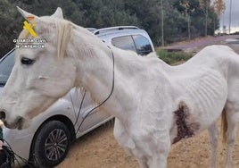 Condenan a dos ganaderos de La Coruña por dejar morir a más de 30 caballos: «Fue enseñamiento»