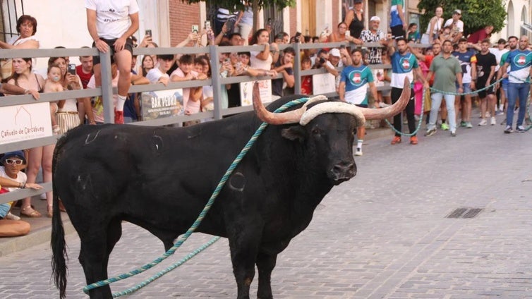 El Toro de Cuerda de Carcabuey cumple 400 años y así lo van a celebrar