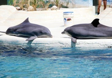 El zoo de Madrid dice adiós a sus históricos delfines