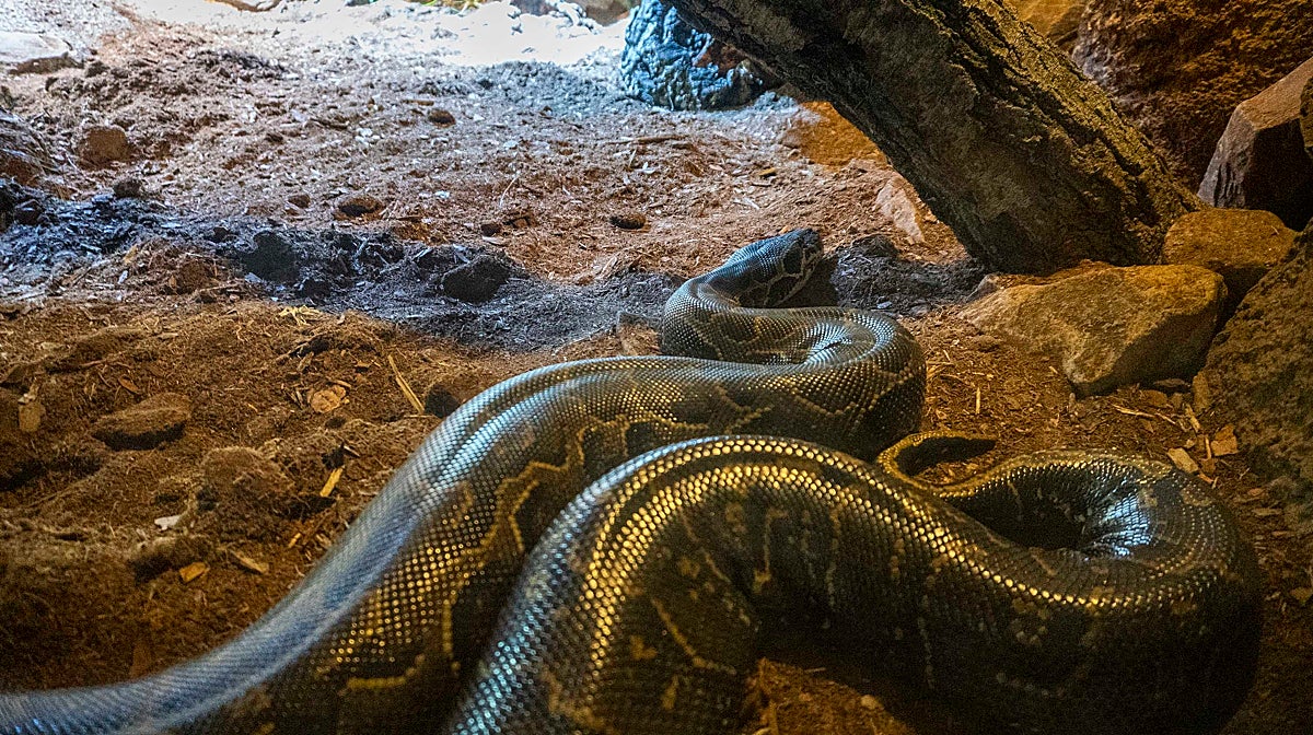 Imagen de la pitón de Seba en la sabana de Bioparc Valencia