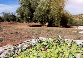 La campaña de aceite de oliva en Castilla-La Mancha cerró 2024 un 34% por encima de la anterior