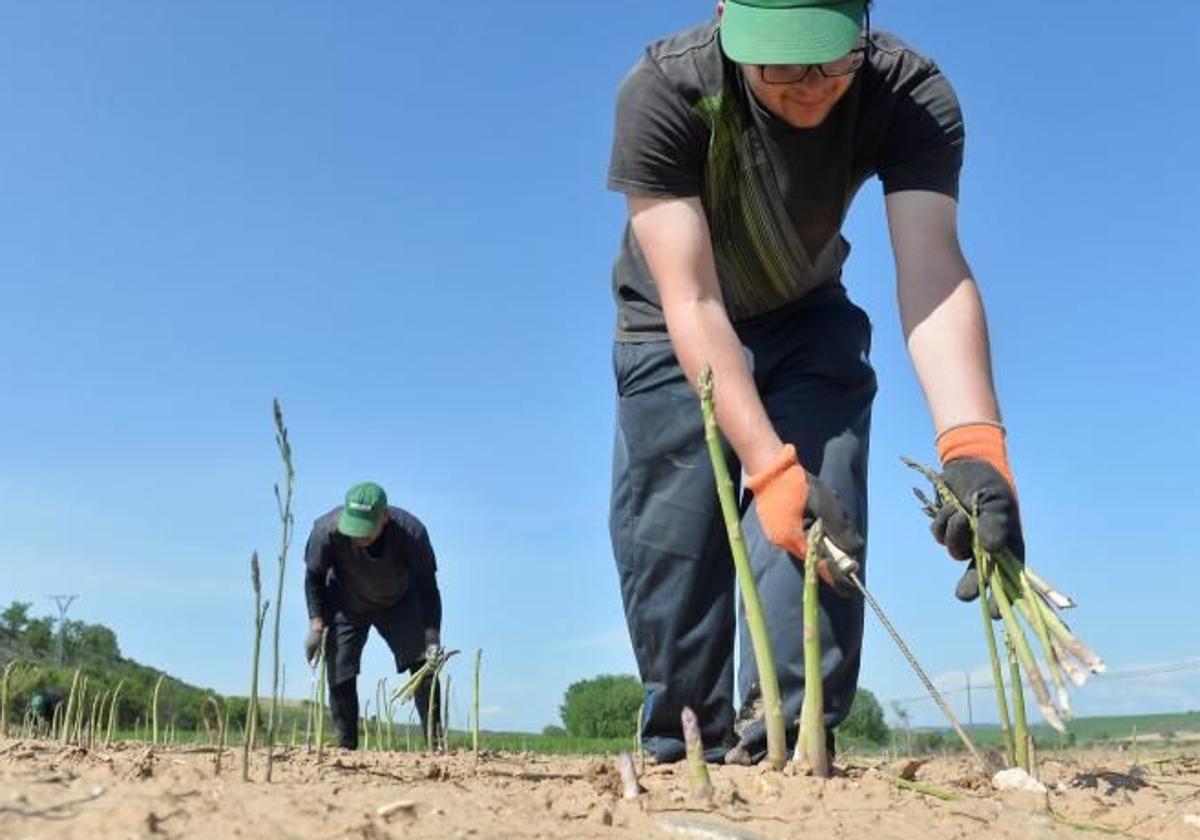 Trabajadores recogiendo espárragos