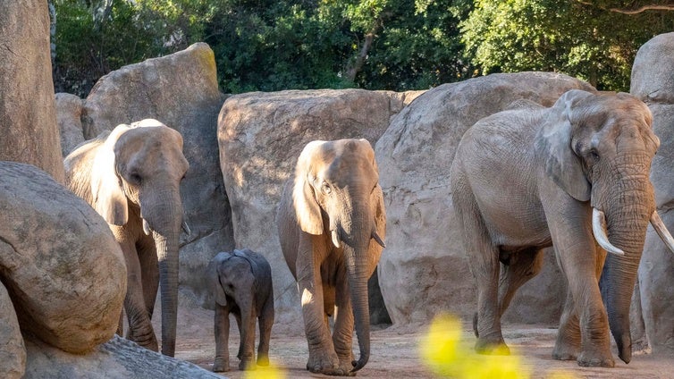 Bioparc Valencia recuerda un año de hitos en conservación, bienestar animal y compromiso con la sociedad