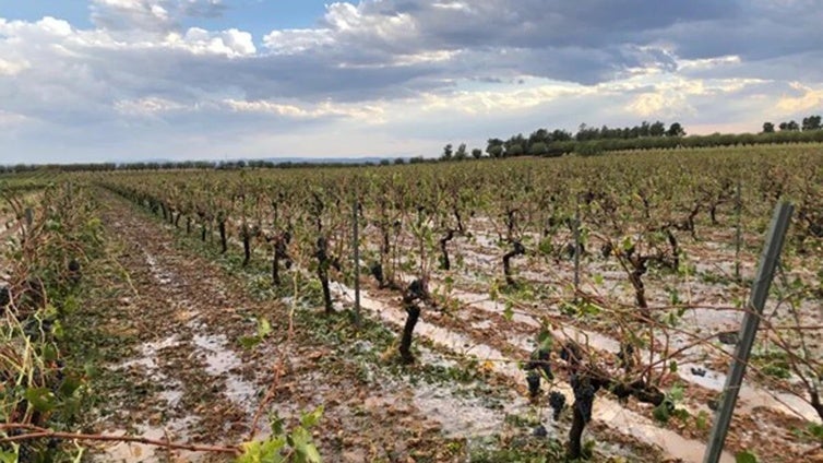 Las indemnizaciones del seguro agrario para los agricultores y ganaderos ascienden a 84,8 millones de euros en 2024