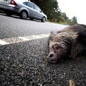 Diez accidentes al día por jabalíes en las carreteras gallegas: La DGT instalará cámaras detectoras