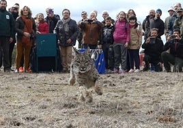 El lince ibérico se extiende por Castilla-La Mancha con la suelta de dos ejemplares por primera vez en Cuenca