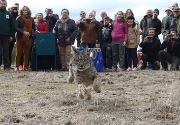 El lince ibérico se extiende por Castilla-La Mancha con la suelta de dos ejemplares en Cuenca