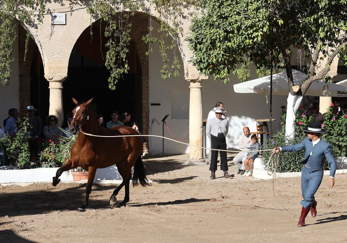 Un jinete pasea a un caballo en el último Concurso Morfológico de Cabalcor