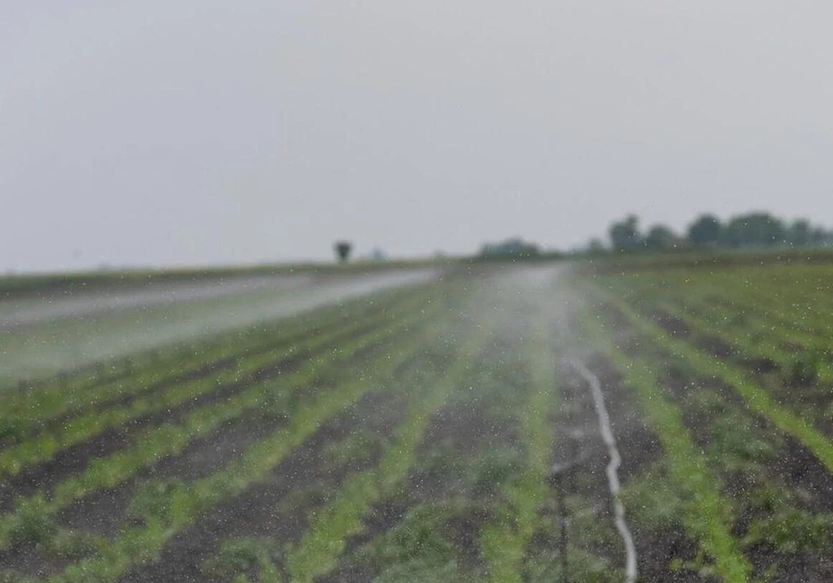 Los regantes del Guadiana piden que no se les estigmatice y recuerdan que gracias a ellos hay alimentos de calidad