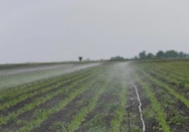 Los regantes del Guadiana piden que no se les estigmatice y recuerdan que gracias a ellos hay alimentos de calidad