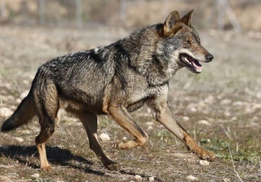 Las comunidades del PP iniciarán el procedimiento para obligar al Gobierno a rebajar la protección del lobo