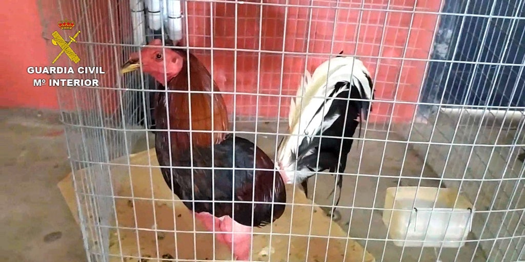 La Guardia Civil investiga a once personas por robar gallos de pelea y gallinas de raza en La Carlota