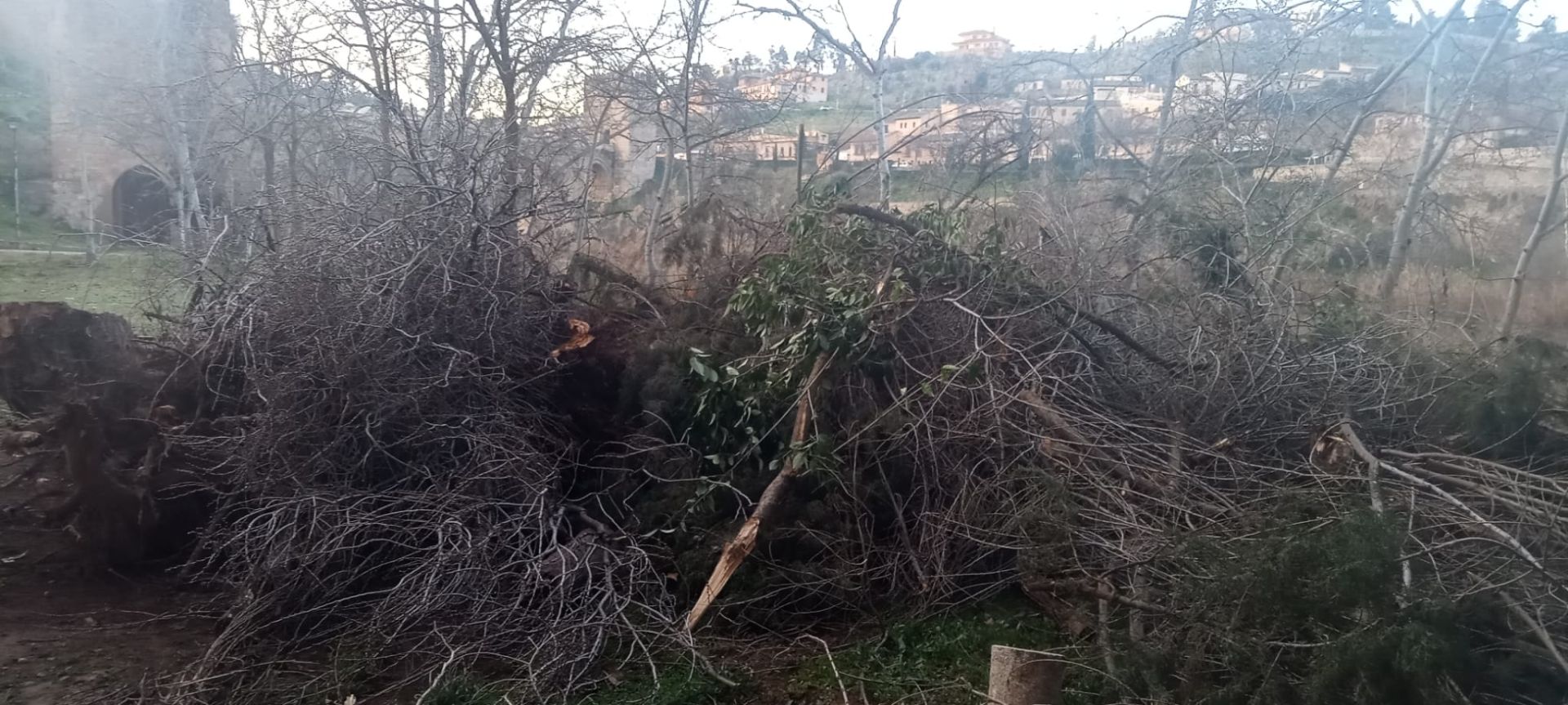 El PSOE denuncia una nueva «tala indiscriminada» en el puente de la Cava