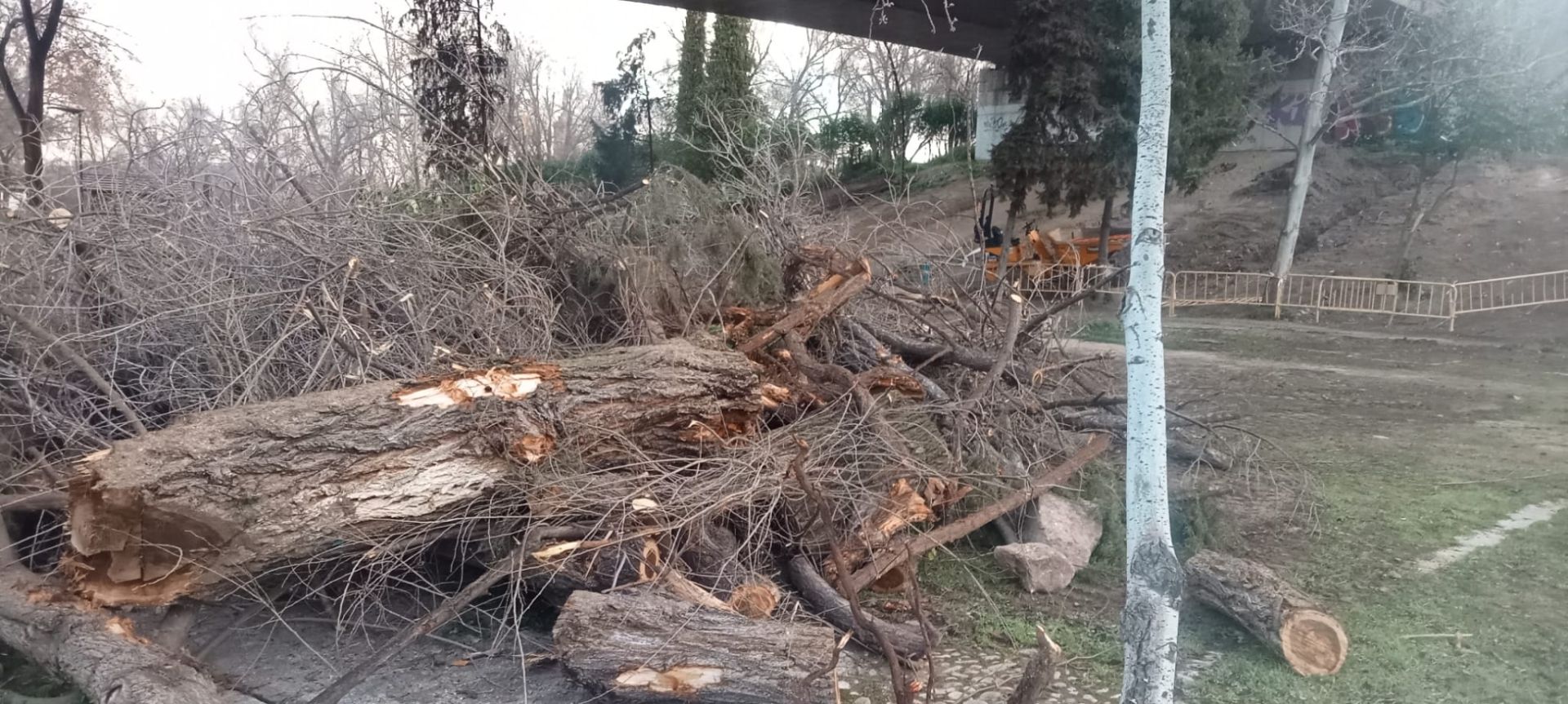 El PSOE denuncia una nueva «tala indiscriminada» en el puente de la Cava