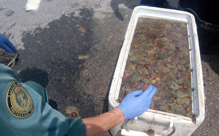Imagen principal - Ortiguillas, pajaritos o erizos son algunas de las especies cazadas