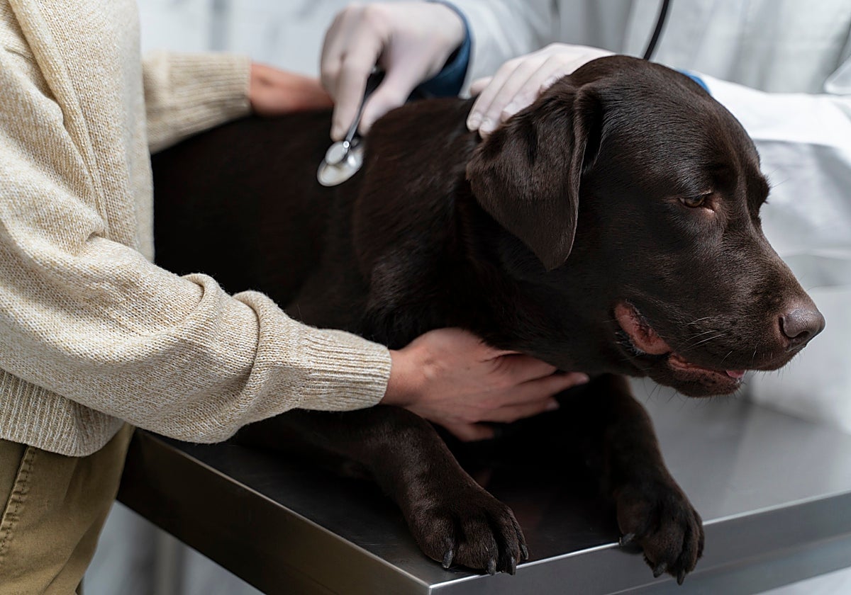 Imagen de archivo de un perro atendido por un profesional veterinario