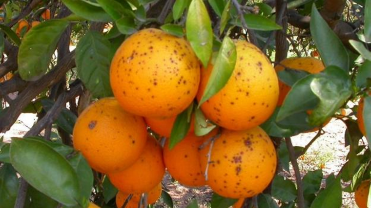 Naranjas afectadas por el hongo