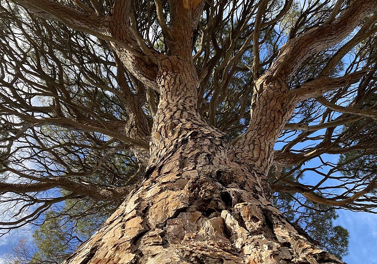 Pino del pueblo albaceteño de Abengibre