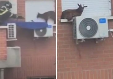 Una cabra desata el caos en Madrid al quedar atrapada en la ventana de un quinto